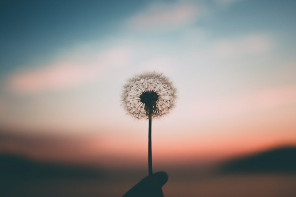 Image of a dandelion represents hopefulness for healing from chronic pain and eating disorders.