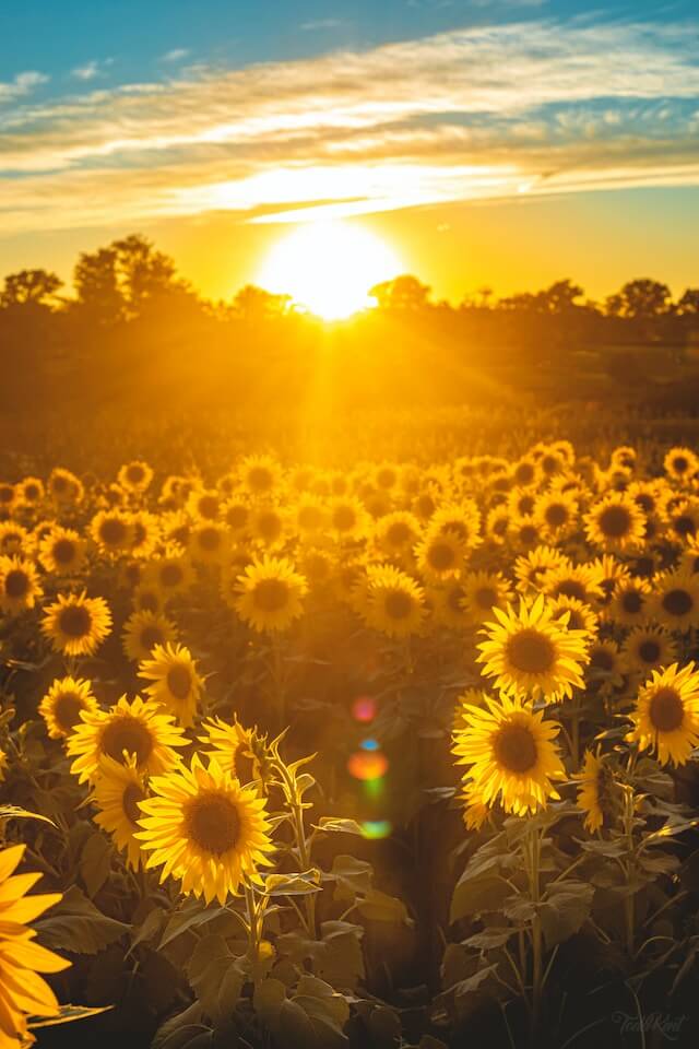 Sunflowers and a hot sun representing the heat that may be effecting body image for people in eating disorder treatment this summer.